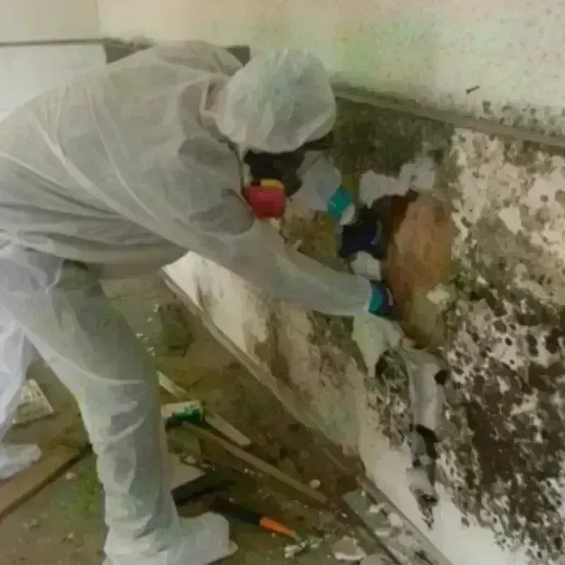 Mold Remediation and Removal in Allegany County, MD